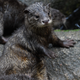 A juvenile Asian small-clawed otter at the Singapore Zoological Garden on January 11, 2018.